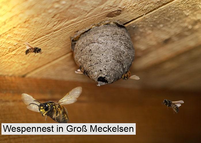 Wespennest in Groß Meckelsen